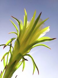 Low angle view of plant against sky