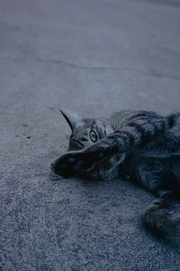 High angle portrait of tabby cat