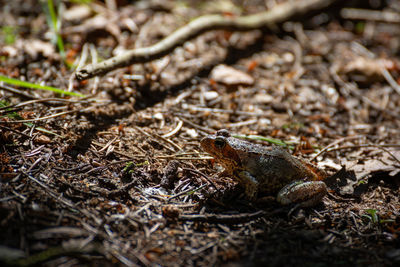 High angle view of frog on field