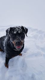 Dog on snow covered field