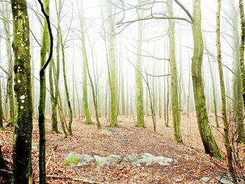Bamboo trees in forest