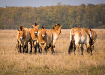 Horses in a field