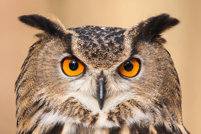 A portrait of a eurasian eagle owl