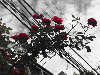 Low angle view of flowers against sky