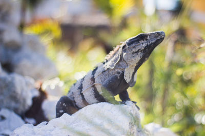 Close-up of lizard