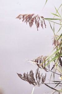 Low angle view of plants against sky during winter