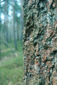 Close-up of tree trunk in forest