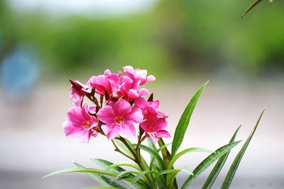 Close-up of pink flowering plant