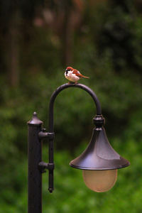 Close-up of bird perching on metal