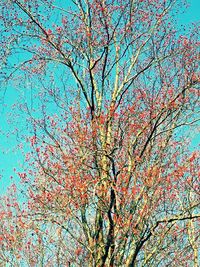 Low angle view of bare tree against blue sky