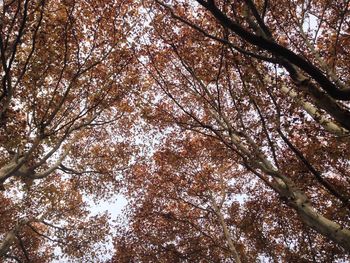 Low angle view of trees in forest