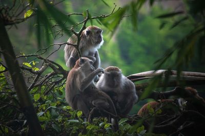 Monkey sitting in a forest