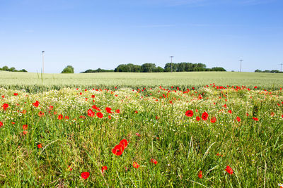 Poppies blooming on field against clear sky