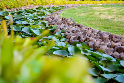 Close-up of flowering plant leaves on land