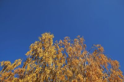 Low angle view of trees against clear blue sky