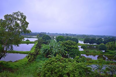 Trees by lake against sky