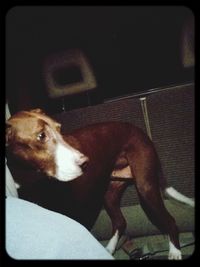 Dog looking away