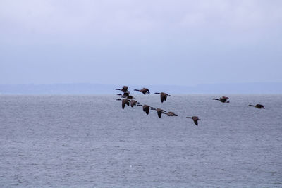 Birds in sea against sky