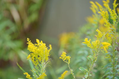 Close-up of yellow flowering plant on field