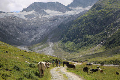 Rear view of father with children by cows on walkway against mountain