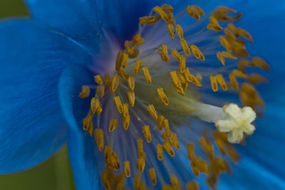 Close-up of yellow flowers