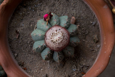 High angle view of succulent plant on field