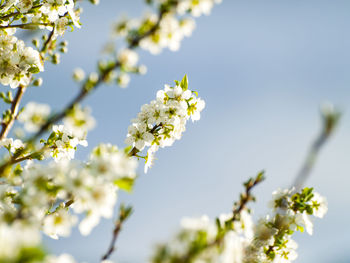 Low angle view of apple blossoms in spring