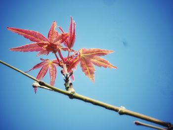 Low angle view of flower against blue sky