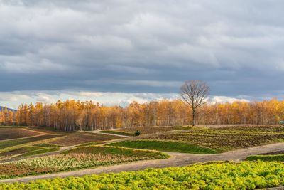 Scenic view of agricultural field against sky