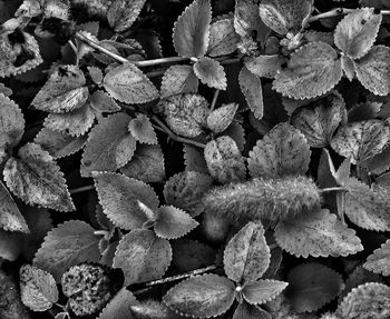 Close-up of plants