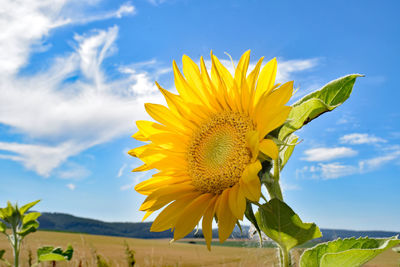 Close-up of sunflower against sky