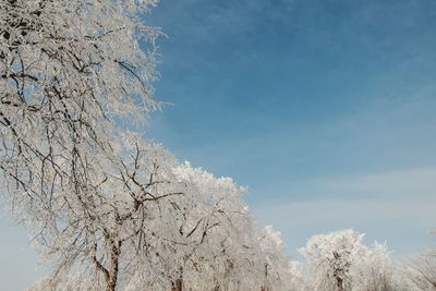 Low angle view of bare tree against blue sky