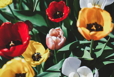 Close-up of red tulip