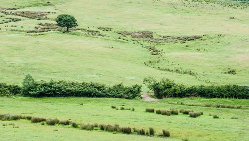 View of green landscape