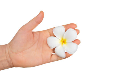 Close-up of hand holding white flower