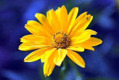 Close-up of yellow flower