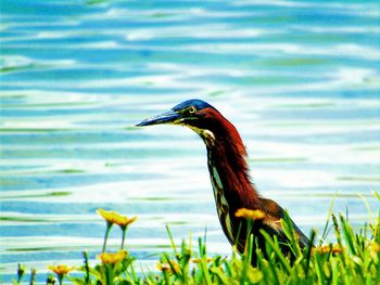 Close-up of bird