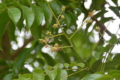 Close-up of leaves