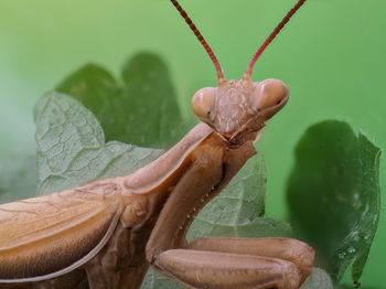 Close-up of insect on leaf