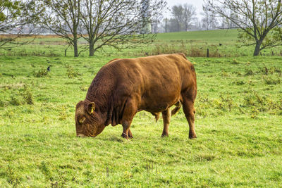 Horse grazing in a field