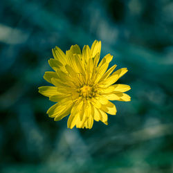 Close-up of yellow flowering plant