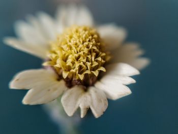 Close-up of white flower