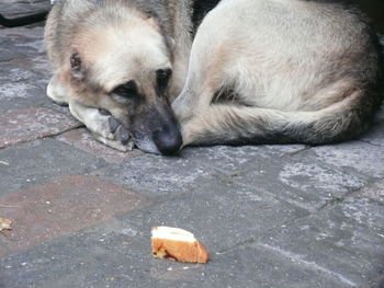 Dog sleeping on the ground