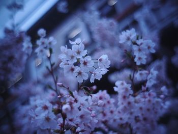 Close-up of white flowers blooming on tree