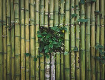 Close-up of plants growing by bamboo fence