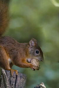 Close-up of squirrel