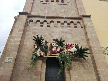 Low angle view of potted plant against building