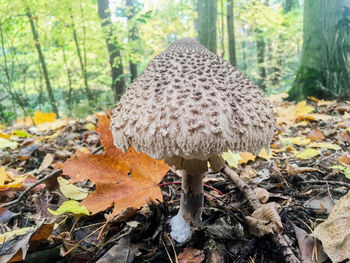 Close-up of mushroom on field in forest