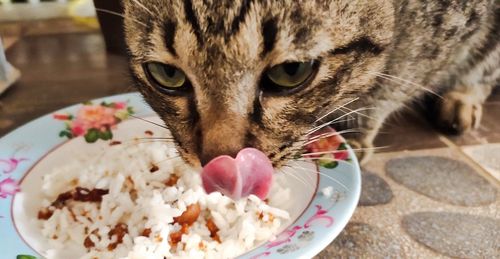 Close-up of cat eating food