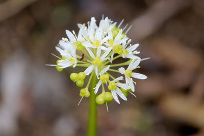 Close-up of white flowering plant